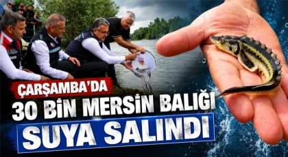Çarşamba’da 30 Bin Mersin Balığı Suya Salındı