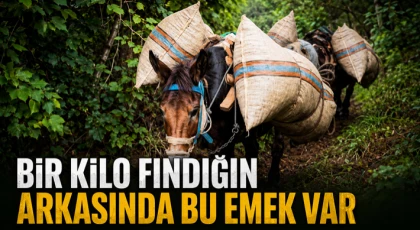 Bir Kilo Fındığın Arkasında Bu Emek Var