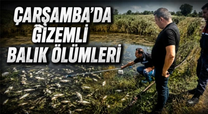 Çarşamba’da Gizemli Balık Ölümleri