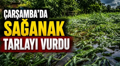 Çarşamba’da Sağanak Tarlayı Vurdu