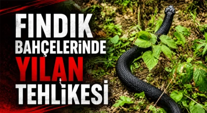 FINDIK BAHÇELERİNDE YILAN TEHLİKESİ