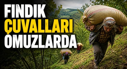 Fındık Çuvalları Omuzlarda