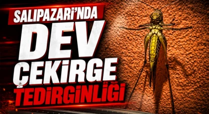 Salıpazarı’nda Dev Çekirge Tedirginliği